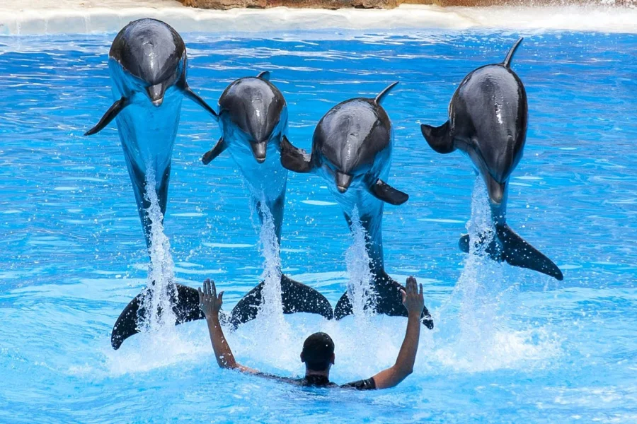Agadir Dolphin Park